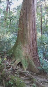 上がっていく途中にこの杉の大木が目に入り、手で触れてみるとなんだか、気持ちが、落ち着きました。